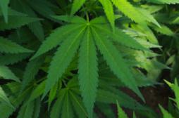 Le cannabis thérapeutique réduit les décès par overdose de médicaments